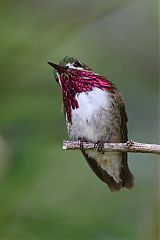 Calliope Hummingbird